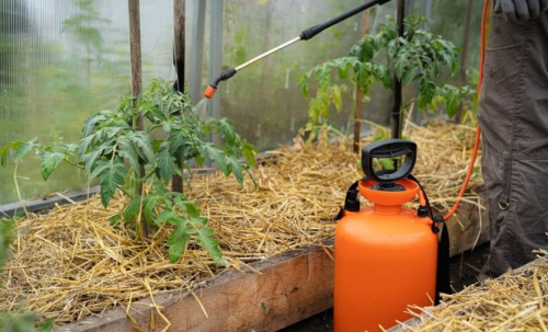 Как уберечь томаты от фитофтороза и кладоспориоза – 7 главных правил профилактики