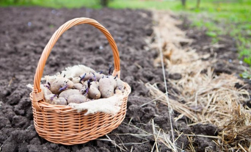 Чем обработать картофель от болезней и вредителей перед посадкой