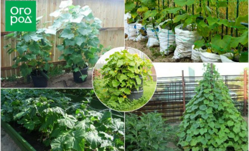 В чем выращивать огурцы: 5 вариантов для компактного огорода