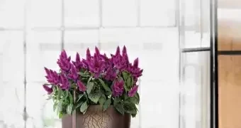 Кашпо Lechuza с автополивом: преимущества, особенности и правила использования