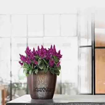 Кашпо Lechuza с автополивом: преимущества, особенности и правила использования