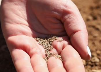 Как выбрать семена, чтобы урожай радовал?