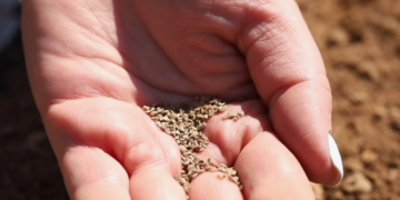 Как выбрать семена, чтобы урожай радовал?