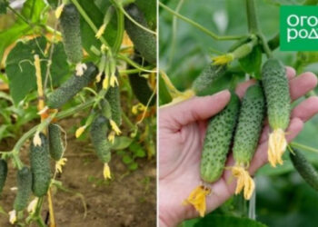 Лучшие сорта и гибриды огурцов для открытого грунта