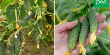 Лучшие сорта и гибриды огурцов для открытого грунта