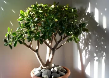 Денежное дерево: как правильно ухаживать за талисманом богатства