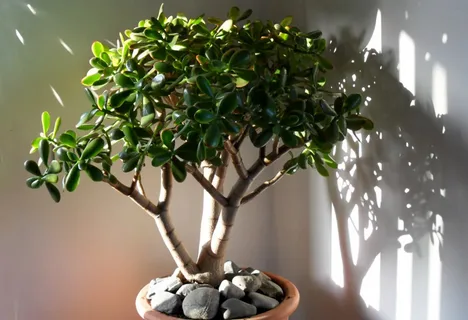 Денежное дерево: как правильно ухаживать за талисманом богатства