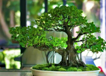 Дерево бонсай как главный элемент декора квартиры