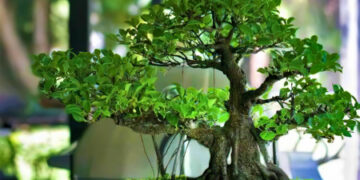 Дерево бонсай как главный элемент декора квартиры