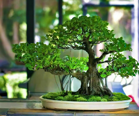 Дерево бонсай как главный элемент декора квартиры