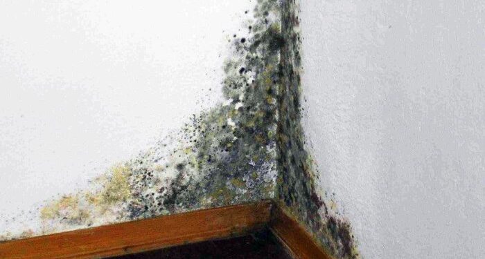 Средство от чёрной плесени, дает 100% результат даже на обоях. Личный опыт